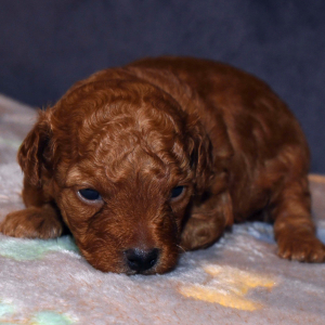 Goldendoodle Puppy Huck