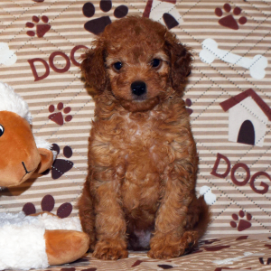Goldendoodle Puppy Huck