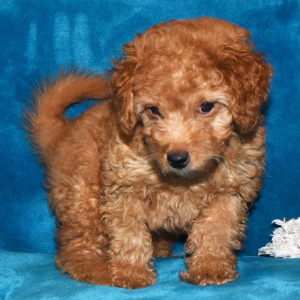 Goldendoodle Puppy Huck