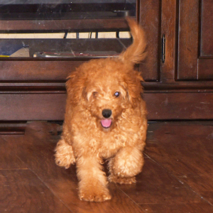Goldendoodle Puppy Huck