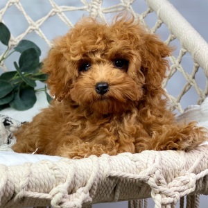 Poodle Puppy Rylie