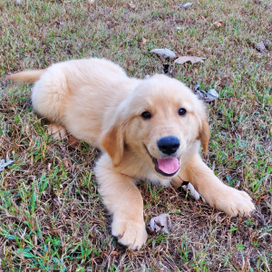 Golden Retriever Puppy Carter