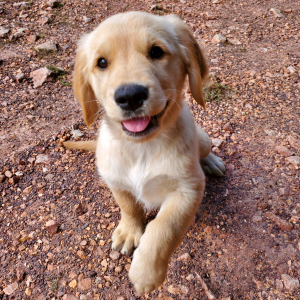 Golden Retriever Puppy Belle
