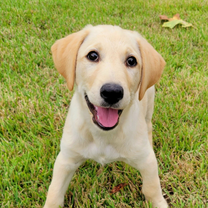 Labradoodle Puppy Roxy