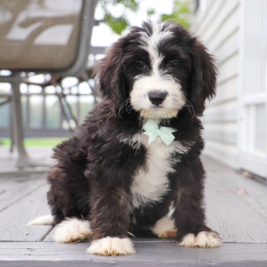 Bernedoodle Puppy Asher