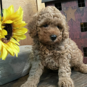 Labradoodle Puppy Tesla