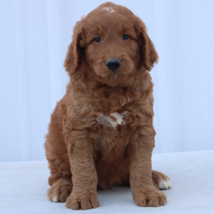 Goldendoodle Puppy Harry