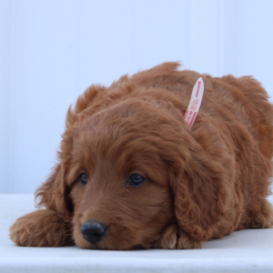 Goldendoodle Puppy Holly