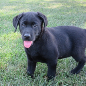 Labrador Retriever Puppy Frances