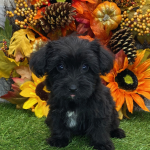 Yorkiepoo Puppy Barrett