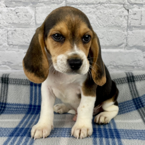 Beagle Puppy Rocky