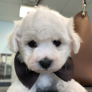 Bichon Frise Puppy Ace