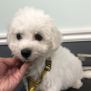 Bichon Frise Puppy Ace