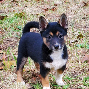 Shiba Inu Puppy Skyla