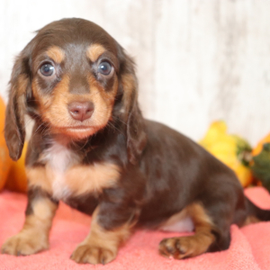 Dachshund Puppy Skye