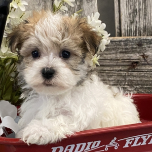 Havanese Puppy Preston
