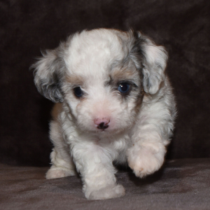 Aussiedoodle Puppy Layla