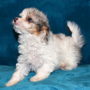 Aussiedoodle Puppy Layla
