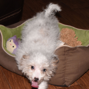 Aussiedoodle Puppy Layla