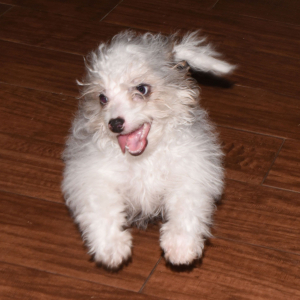 Aussiedoodle Puppy Layla