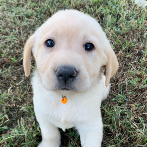 Labrador Retriever Puppy Lucas