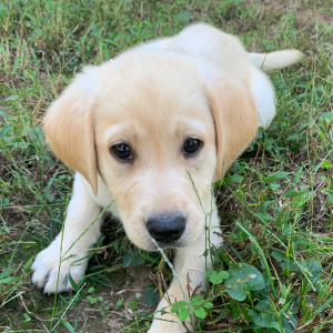 Labrador Retriever Puppy Lucas