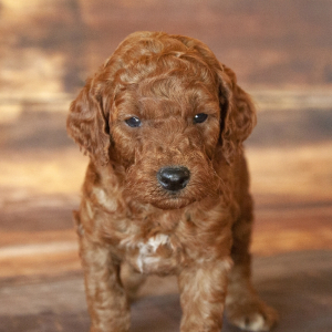 Goldendoodle Puppy Jake