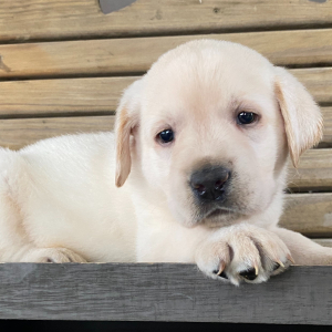 Labrador Retriever Puppy Galen