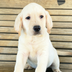 Labrador Retriever Puppy Galen