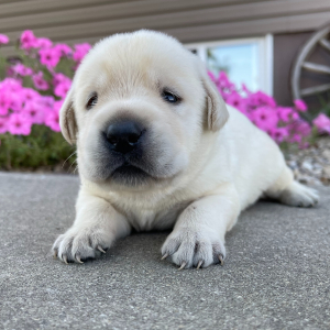 Labrador Retriever Puppy Henry