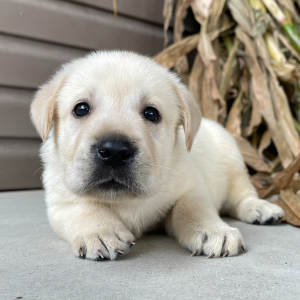 Labrador Retriever Puppy Henry