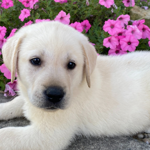 Labrador Retriever Puppy Henry