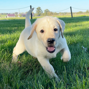 Labrador Retriever Puppy Henry