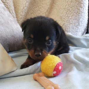 Rottweiler Puppy Frisco
