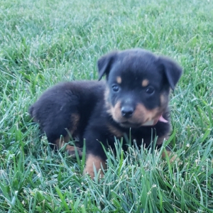 Rottweiler Puppy Frisco