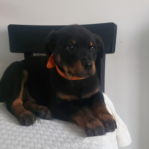 Rottweiler Puppy Frisco