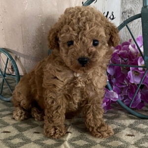Poodle Puppy Megan