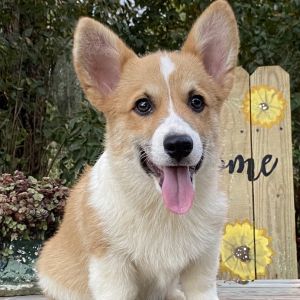 Pembroke Welsh Corgi Puppy Jax