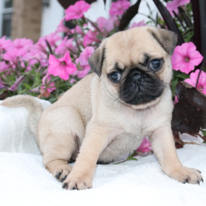 Pug Puppy Molly