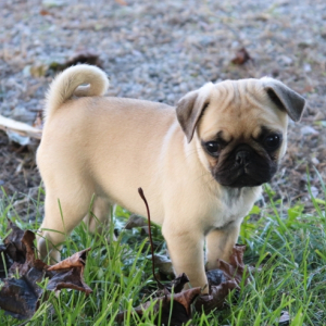 Pug Puppy Molly