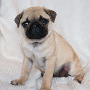 Pug Puppy Molly