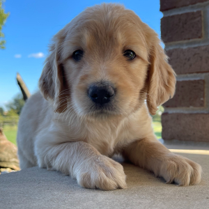 Goldendoodle Puppy Molly