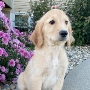 Goldendoodle Puppy Molly