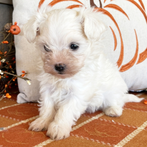 Havanese Puppy Anna