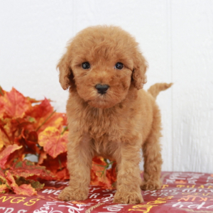 Goldendoodle Puppy Murphy