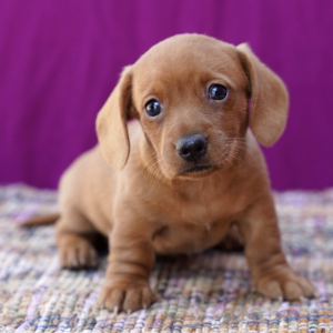 Dachshund Puppy Honey