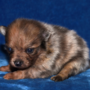 Pomeranian Puppy Skipper