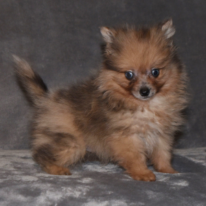 Pomeranian Puppy Skipper
