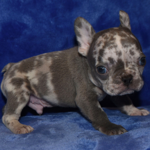 French Bulldog Puppy Rumble