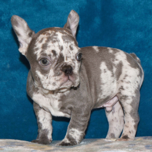 French Bulldog Puppy Rumble